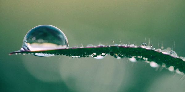 dewdrop on a blade of grass